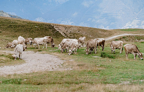 Alpe Foppa - Nágra - Piano di Mora